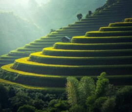 Golden rice terraces in the hills Green and golden rice terraces on hillside at sunset